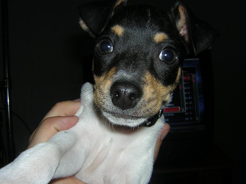 buddy2