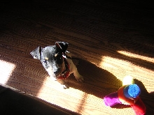 buddy3
