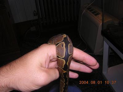 ball python 2