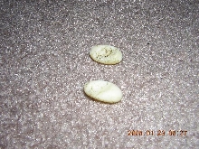 Crested eggs