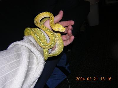 my Sorong (Female)