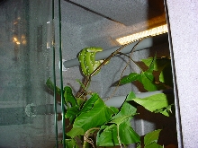 just a green snake