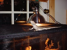 snow beardie