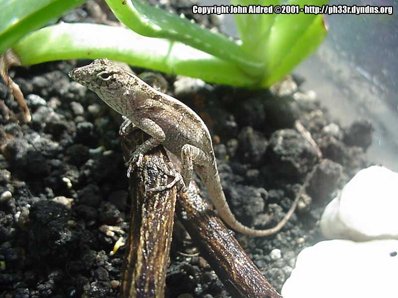 Sittin' on a twig!