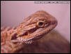 Elliott (RIP)