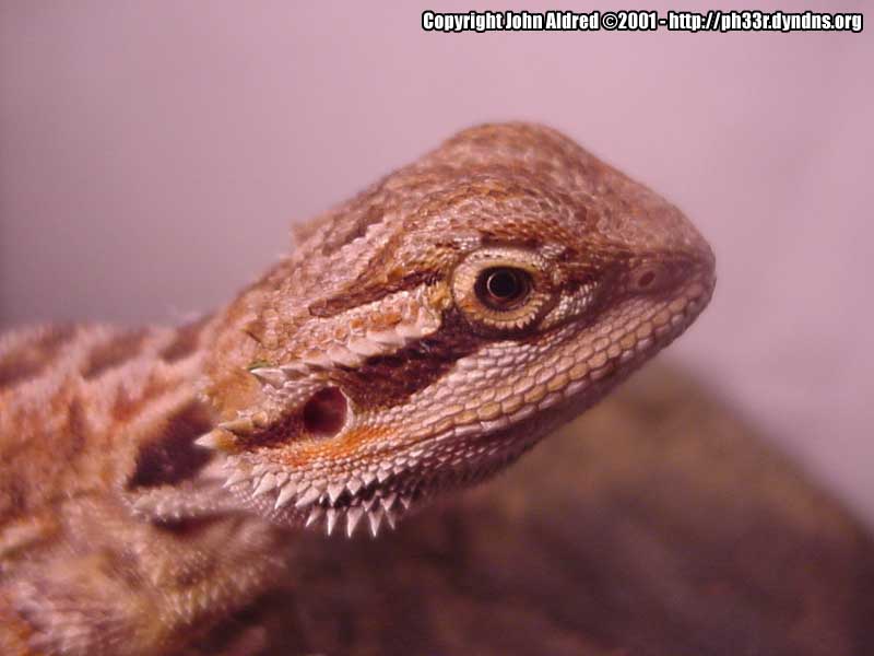 Elliott (RIP)