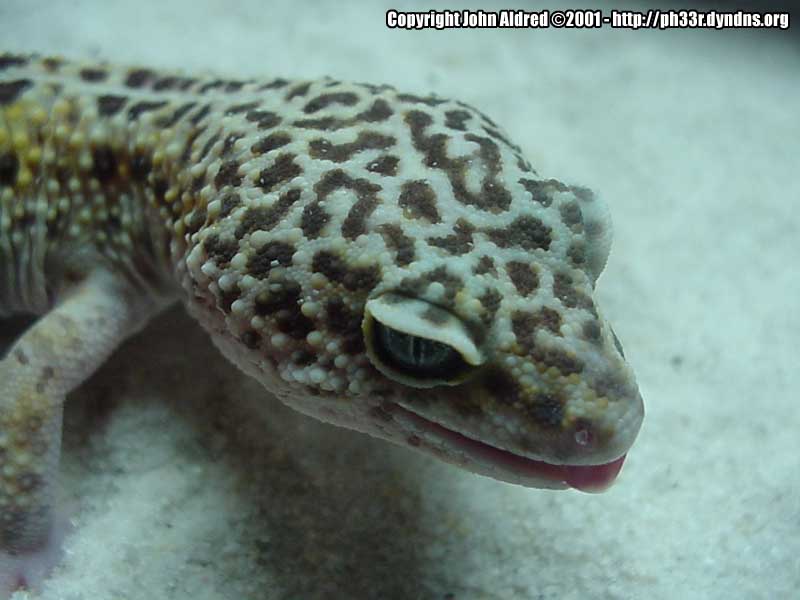 Huff's Head