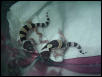 Our two new guys (ermm.. gals) :)
