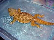 Sandy Swimming