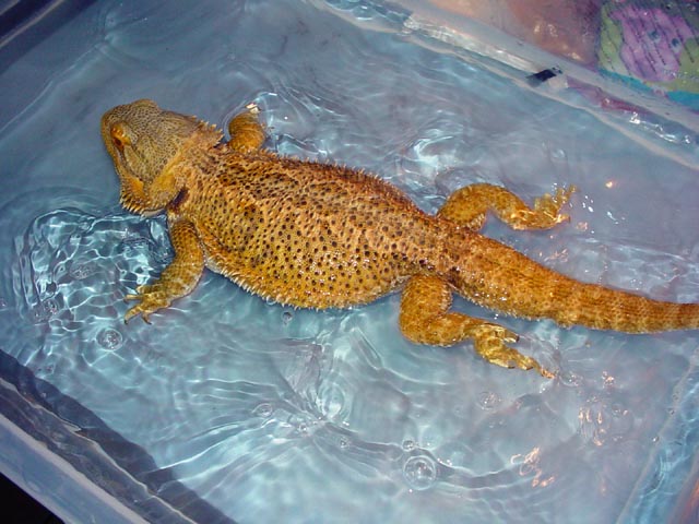 Sandy Swimming