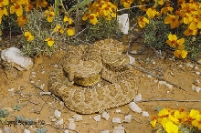 C. v. viridis