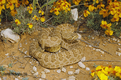 C. v. viridis