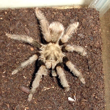 first wild caught tarantula