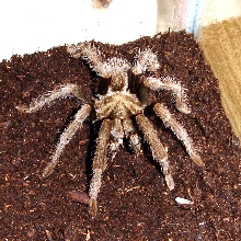 first wild caught tarantula