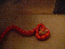 Slithers Eating