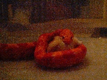 Close up - slithers