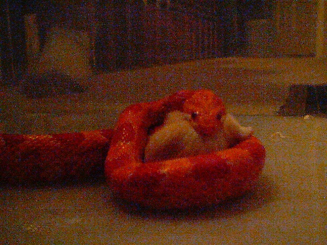Close up - slithers