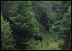 Moose