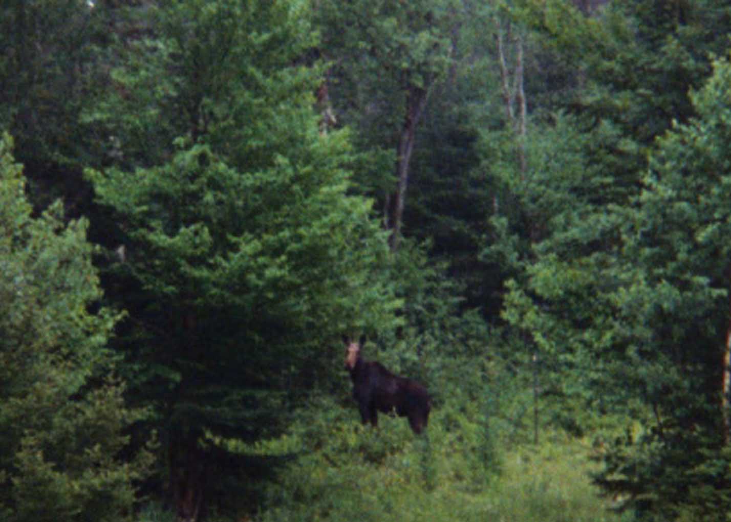 Moose