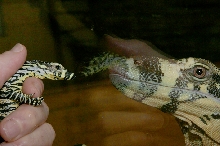 Alex and May 2004 hatchling