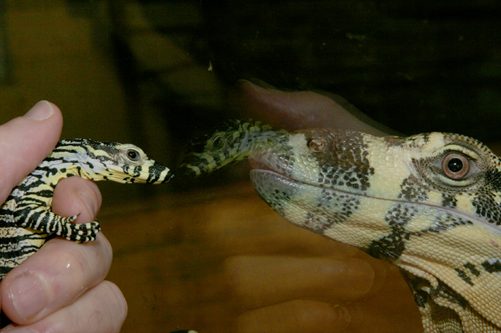 Alex and May 2004 hatchling