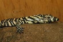 June 2004 hatchling