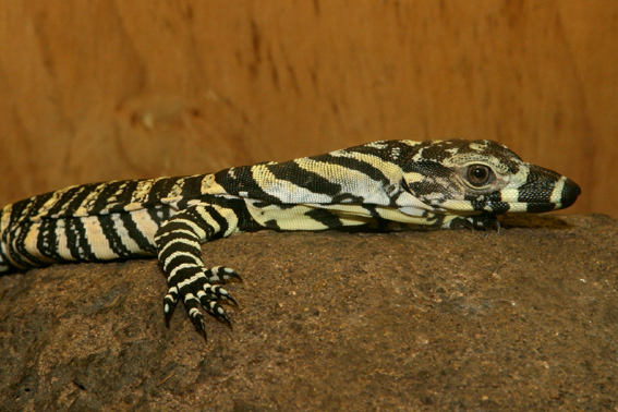 June 2004 hatchling