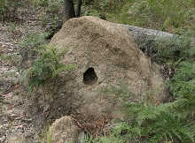 termite mound excavated by monitor