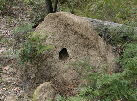 termite mound excavated by monitor