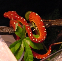 Maria (red eyes)