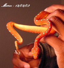 Maria in my hand