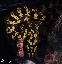 Jungle Carpet Python -Snakey