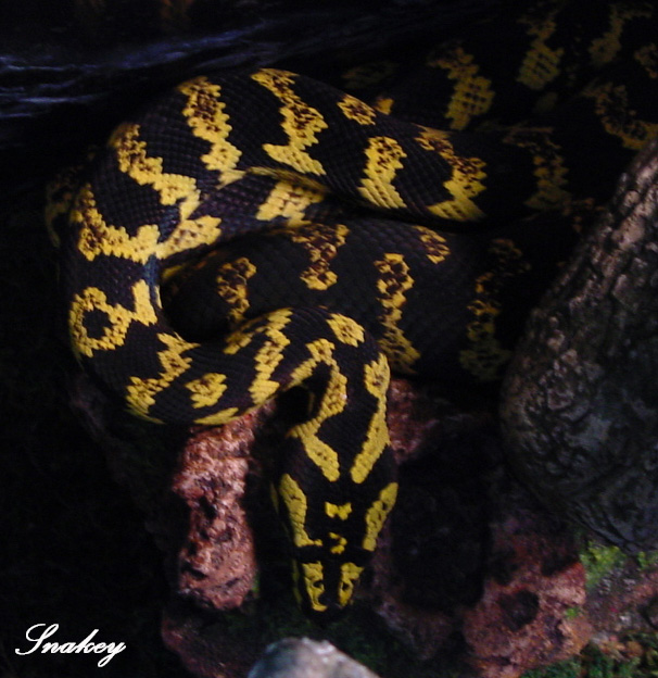 Jungle Carpet Python -Snakey