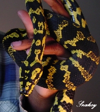 Jungle Carpet Python