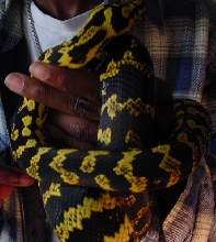 Jungle Carpet Python
