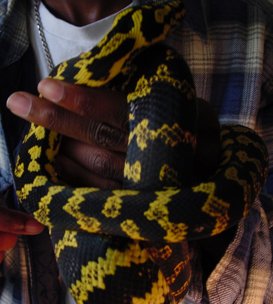 Jungle Carpet Python
