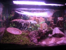 my cornsnake terrarium