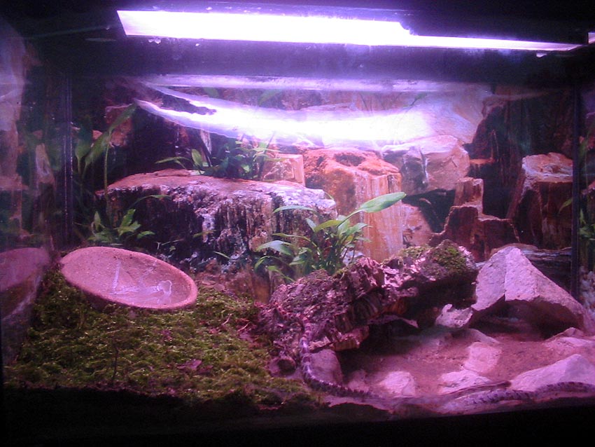 my cornsnake terrarium