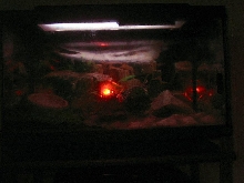 night vision of my corn snake terrarium.