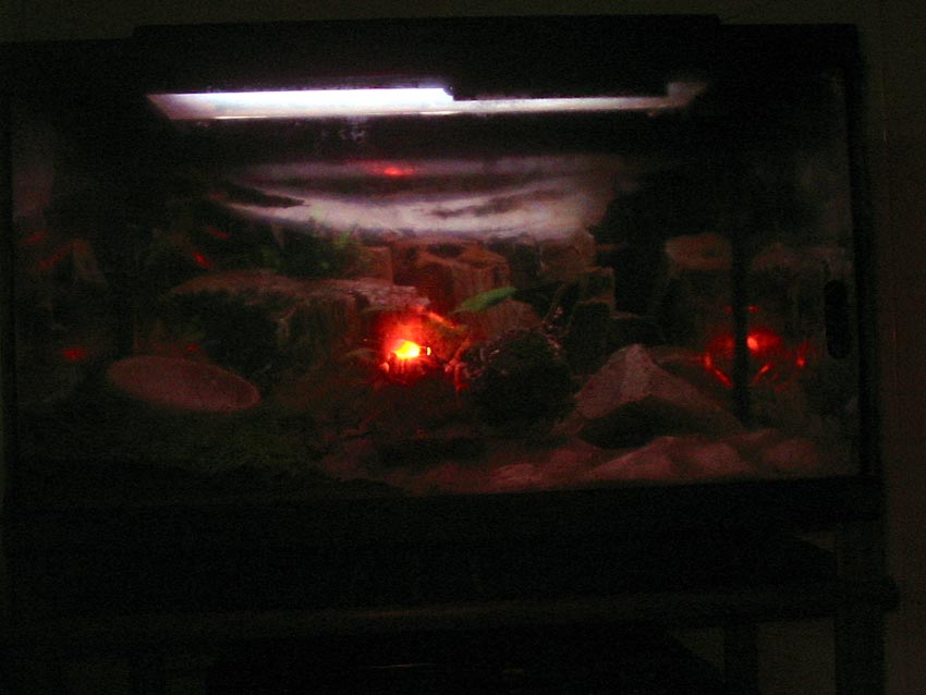 night vision of my corn snake terrarium.