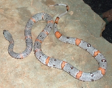Black Gap Male