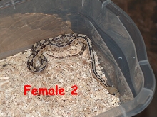 Het Female 2