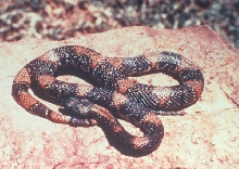 Black Gap 1