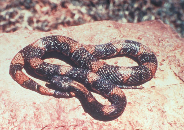 Black Gap 1