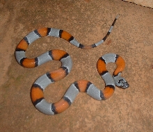 Langtry Blairs Female