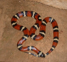 Bid Bend Milksnake