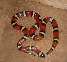 Big Bend Milk Snake
