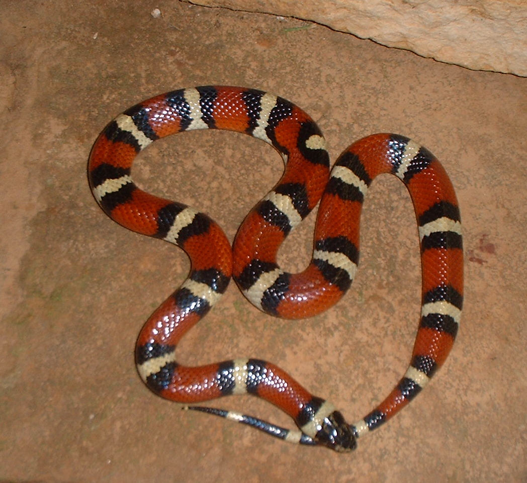 Big Bend Milk Snake