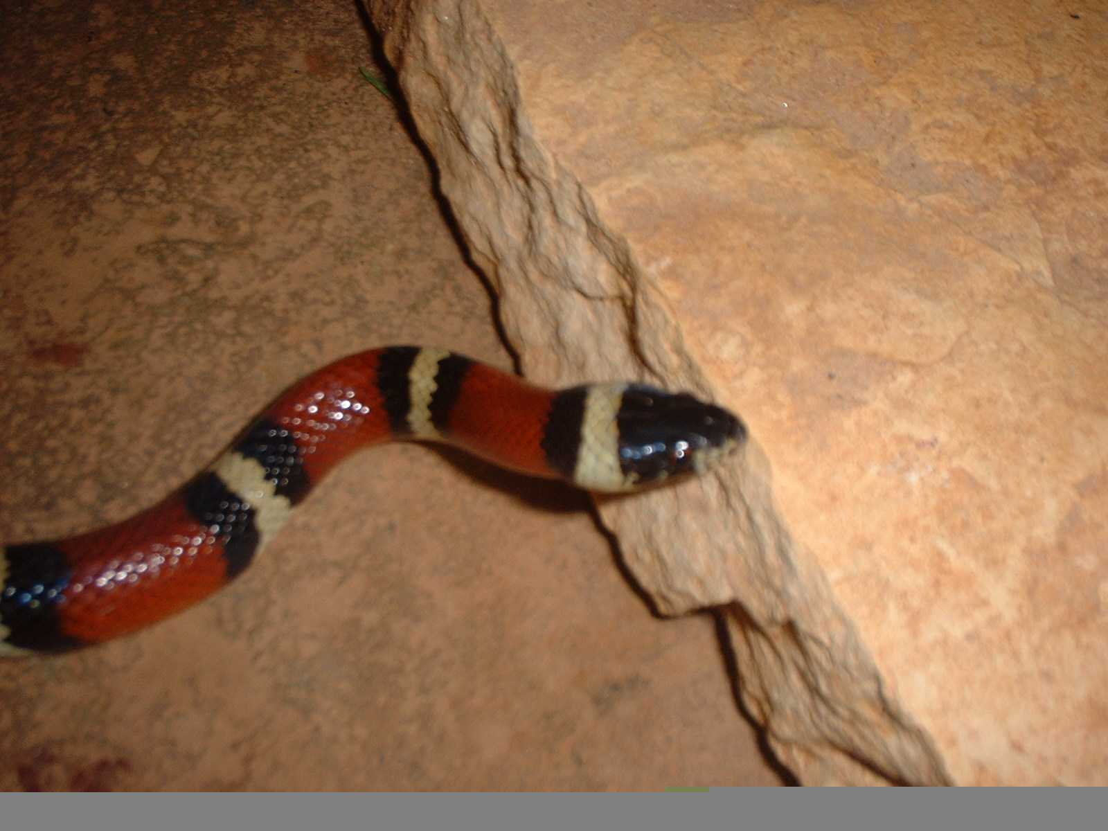 Big Bend Milksnake
