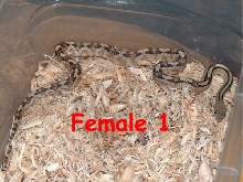 Het Female 2